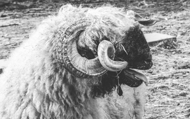 Potrait shot of a ram